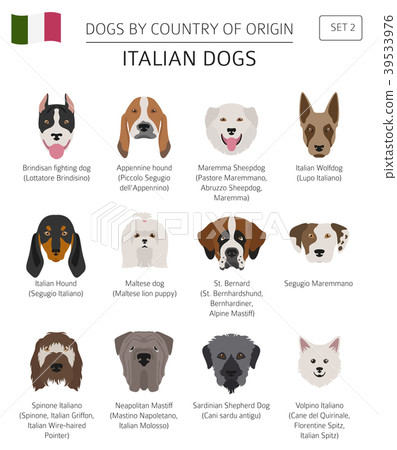 Dogs by country of origin. Italian dog breeds. 39533976