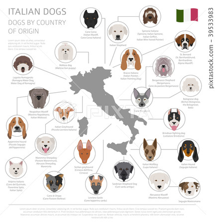 Dogs by country of origin. Italian dog breeds 39533983