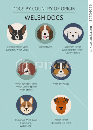 Dogs by country of origin. Walsh dog breeds. 39534036
