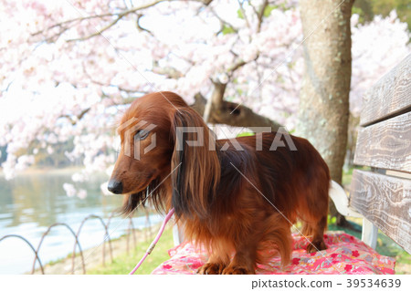 達克斯獵犬享受櫻花 39534639