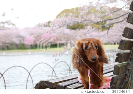 Dachshund enjoying cherry blossoms 39534684