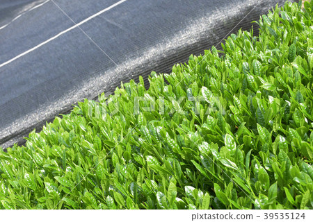 New tea and baron New tea and baron 39535124