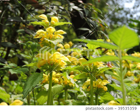 Violet serrata Lamium Lamium Galleodrone 39535359