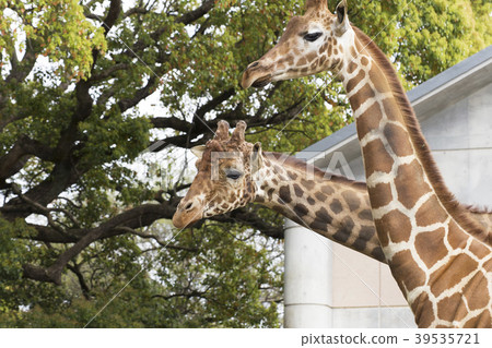 大牟田市動物園長頸鹿， 39535721