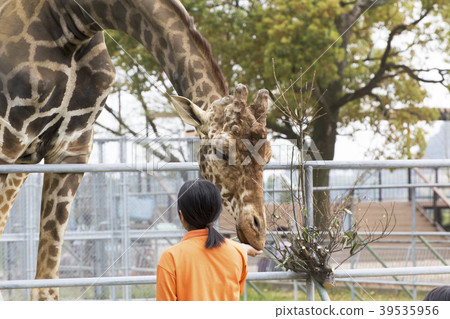 Omuta City Zoo Giraffe, 39535956