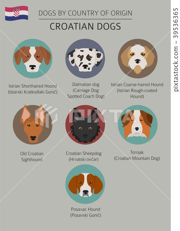 Dogs By Country Of Origin Croatian Dog Breeds Stock