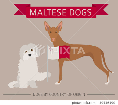 Dogs by country of origin. Maltese dog breeds 39536390