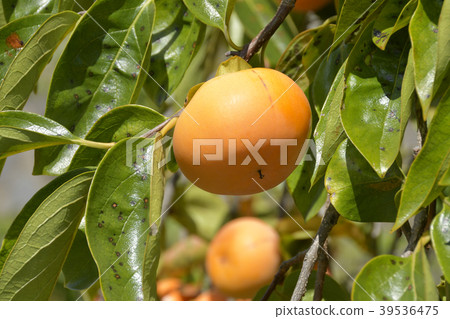 Persimmon nuts 39536475