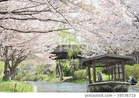 Ten Stone Passion and Cherry Blossom 39536718