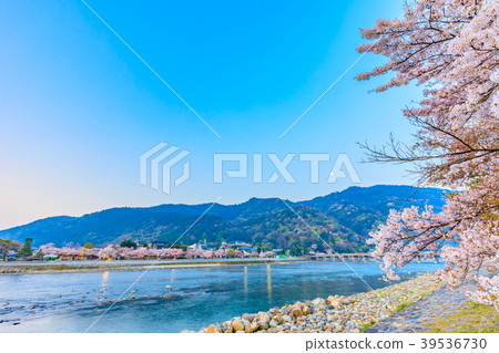 Kyoto Spring Arashiyama Togetsu Bridge and Sakura 39536730