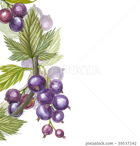 Hand-drawn watercolor blackcurrant. Can be used as 39537142