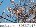 Japaneses plum blossom 39537147