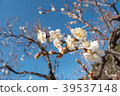 Japaneses plum blossom 39537148