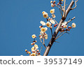 Japaneses plum blossom 39537149