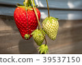 at Japanese strawberry farm  39537150