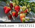 at Japanese strawberry farm  39537151