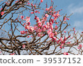 Japaneses plum blossom 39537152