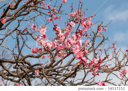 Japaneses plum blossom 39537152