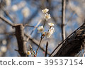 Japaneses plum blossom 39537154