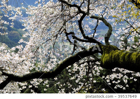 Oyama Sakura Oyama Sakura 39537649