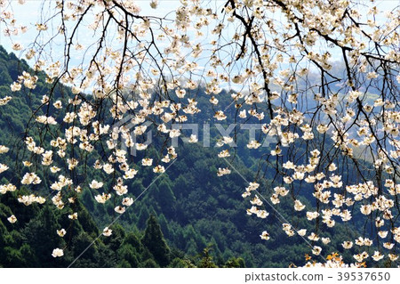 小山櫻 小山櫻 39537650