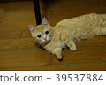 Cat 39537884