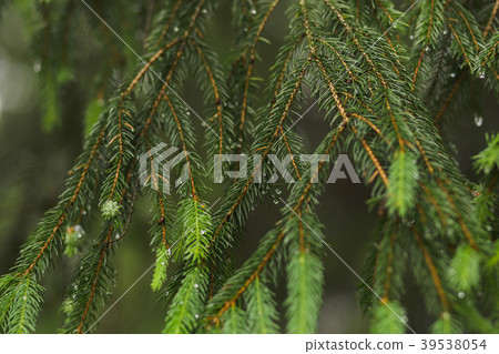 Closeup view of beautiful fresh coniferous branch 39538054