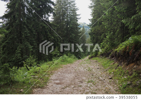 Ground road through old wood in mountain area 39538055