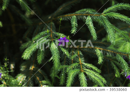 Closeup view of beautiful freshconiferous branch  39538060