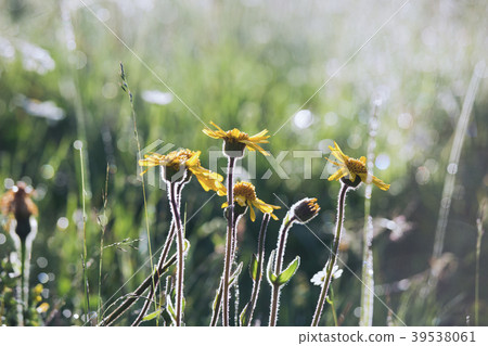 Beautiful wild yellow flowers growing in meadow 39538061