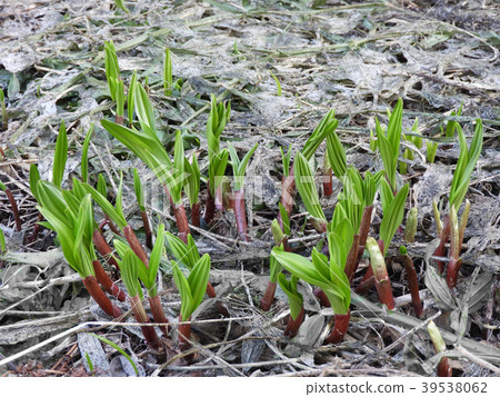 Granger garlic 39538062