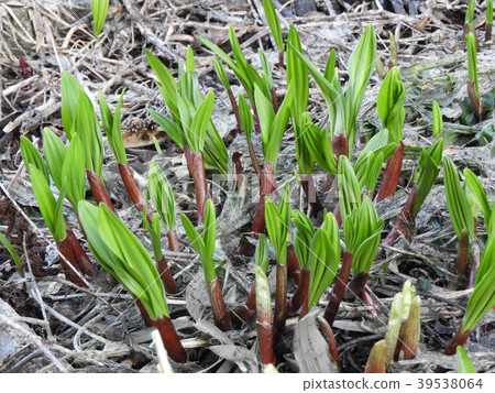 Granger garlic 39538064