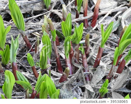 Granger garlic Granger garlic 39538065