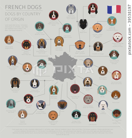 Dogs by country of origin. French dog breeds 39538197