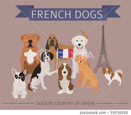 Dogs by country of origin. French dog breeds. 39538200