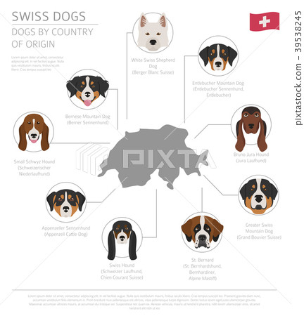 Dogs by country of origin. Swiss dog breeds. 39538245