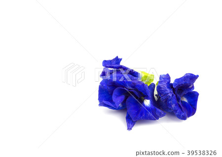 blue pea flowers on white background. 39538326