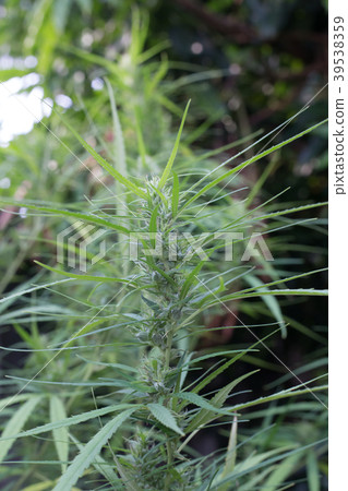 cannabis cannabis 39538359