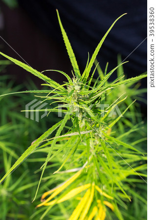 cannabis cannabis 39538360