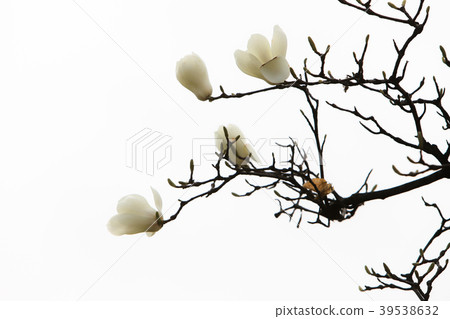 white magnolia, 39538632