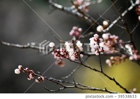 春天櫻花盛開，春天寒冷的櫻花芽驚訝， 39538633
