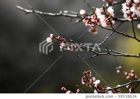 春天的櫻花 39538634