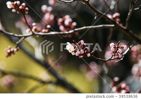 Springtime cherry blossoms 39538636