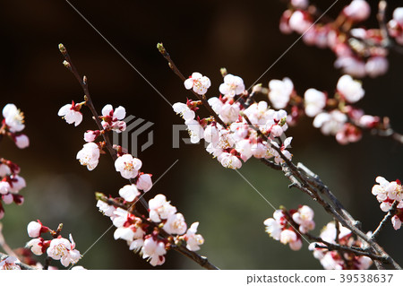 Springtime cherry blossoms 39538637