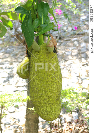 large fresh jackfruit on the tree large fresh jackfruit on the tree 39538874