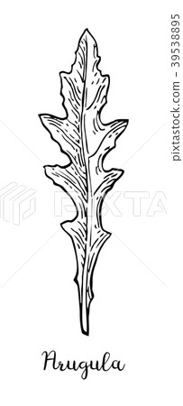 Ink sketch of arugula. 39538895