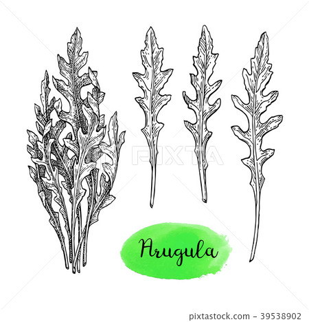 Ink sketch of arugula. 39538902