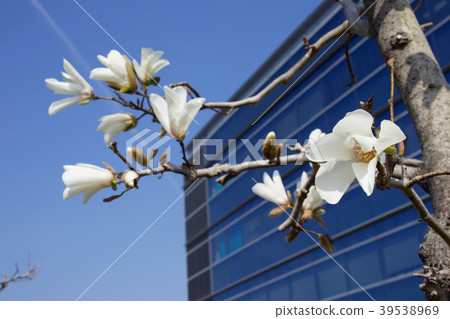 Shiraki lotus and blue sky Shiraki lotus and blue sky 39538969