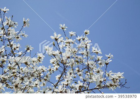 Shiraki lotus and blue sky Shiraki lotus and blue sky 39538970