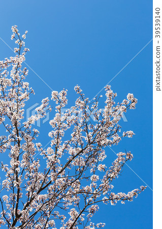 spring white blossom against blue sky, flower, fre 39539140